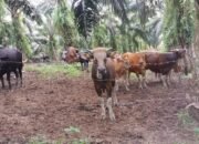 Kasus hilangnya Sapi keluarga Siringoringo tak kunjung usai keluarga laporkan oknum Polisi ke Propam Mabes Polri