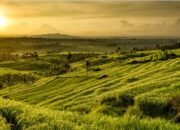 Isu Pembagian Hasil DTW Jatiluweh Mencuat, 45 Persen PAD, 55 Persen Para Pihak