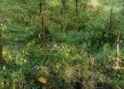 Menjelang Akhir Tahun 2025, Penebangan Liar Kembali Terjadi: 31 Ribu Pohon Kopi PTPN Tumbang di Ijen
