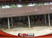 Virus LSD Muncul, Jembrana Resmi Berlakukan Lock Down Lalu Lintas Ternak Sapi