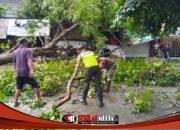 Cuaca Ekstrem Terjang Trowulan, Polisi Pastikan Lokasi Pohon Tumbang Aman