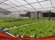 Sukma Farm, Bisnis Sayur Hidroponik Mahasiswa yang Berawal dari Rakit Apung