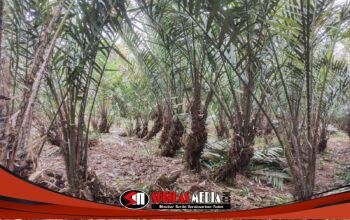 Agrowisata Gondang, Makan Salak Sepuasnya di Kebun Pak Pracoyo