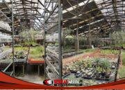 Foresta Orchids dan Bumi Tillandsia, Surga Tanaman Hias Eksotis dalam Satu Kawasan