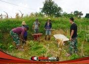 Gunakan Argo Satgas TMMD Kodim 0827/Sumenep Angkat Timbunan Tanah Bangun RTLH Milik Bapak Sami