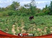 Satgas TMMD 127 Turun ke Ladang, Kawal Swasembada Pangan dari Desa