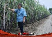 Rutin Tinjau Lapangan, Juni Yanto Pastikan Program TanamanTebu Berjalan Dengan Baik
