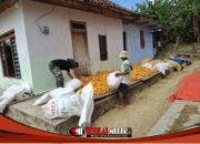 Satgas TMMD 127 Bantu Warga Jemur Jagung