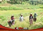 Panen di Tengah TMMD, Prajurit TNI Turun ke Sawah Bantu Petani Mandala