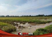 Evaluasi Kekuatan Tanggul Sungai Sadar di Tengah Ketidakpastian Cuaca