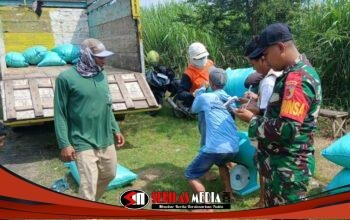 Petugas TNI bersama Bulog dan petani saat kegiatan serapan gabah di Kemlagi untuk menjaga stabilitas pangan dan kesejahteraan petani