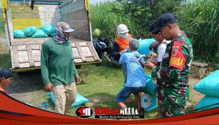 Petugas TNI bersama Bulog dan petani saat kegiatan serapan gabah di Kemlagi untuk menjaga stabilitas pangan dan kesejahteraan petani