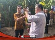 Nguri Nguri Budaya Pethik Tebu, KSO Kebun Dhoho Kediri Bersiap Penuhi Kebutuhan Gula Nasional