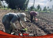 Petani Tembakau Bondowoso Resah Aturan Tar dan Nikotin, APTI Gelar Deklarasi Sikap