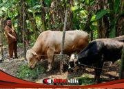 Pemkab Mojokerto Serahkan Sapi Kurban ke Masjid Baitul Muttaqin Jampirogo