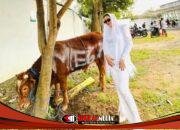 Semarak Idul Adha 1447 H, Yayasan Mega Makmur Mulya Sembey Satu Ekor Sapi dan Kambing