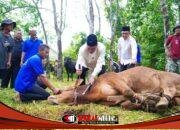 Idul Adha Di Sungai Angit, Bupati Muba Serahkan Dua Sapi Limosin Untuk Warga