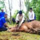 Idul Adha Di Sungai Angit, Bupati Muba Serahkan Dua Sapi Limosin Untuk Warga