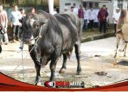 Dari Palembang Hingga Muratara Polda Sumsel Distribusikan Ratusan Hewan Kurban