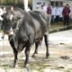 Dari Palembang Hingga Muratara Polda Sumsel Distribusikan Ratusan Hewan Kurban