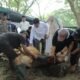 Pemkab Asahan Sembelih 101 Hewan Kurban, Daging Dibagikan ke Warga Kisaran