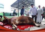 Bupati Asahan Hadiri Penyembelihan Sapi Bantuan Presiden di Kecamatan Air Batu