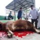 Bupati Asahan Hadiri Penyembelihan Sapi Bantuan Presiden di Kecamatan Air Batu