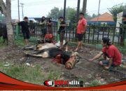 Semangat Berbagi di Hari Raya Iduladha, Masjid Agung Darussalam Sembelih 6 Sapi dan 13 Kambing