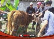 1 Sapi dan 8 Kambing Disembelih, Yayasan Sabilul Muttaqin Bondowoso Tebar Kepedulian Idul Adha