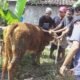 1 Sapi dan 8 Kambing Disembelih, Yayasan Sabilul Muttaqin Bondowoso Tebar Kepedulian Idul Adha