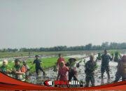 Babinsa dan Petani di Mojoanyar Bersinergi Sukseskan Tanam Padi Serentak