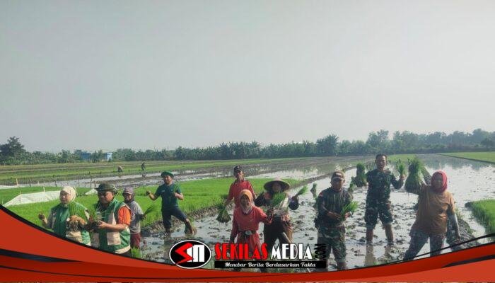 Babinsa dan Petani di Mojoanyar Bersinergi Sukseskan Tanam Padi Serentak