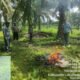 Polsek Na IX-X Bakar Gubuk Diduga Sarang Narkoba di Suka Ramai, Komitmen Berantas Narkoba