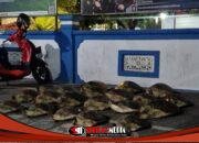 Ditpolairud Polda Bali, Bongkar Penyelundupan 21 Ekor Penyu Hijau di Buleleng 