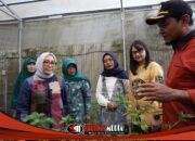 Curi Perhatian Pusat, Mbak Cicha Dampingi Menteri PPPA Kunjungi P2L Desa Tertek