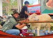 Domba Sumo Diklaim Langka, Persilangan Suffolk-Texel Curi Perhatian di Exponak Bondowoso