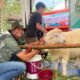 Domba Sumo Diklaim Langka, Persilangan Suffolk-Texel Curi Perhatian di Exponak Bondowoso