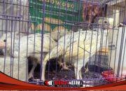 Ayam Sensi Agrinak, Galur Murni Pedaging Lokal di Exponak Bondowoso 2026