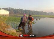 Babinsa Koramil 0815/09 Mojosari Dampingi Petani Tanam Padi, Perkuat Semangat Swasembada Pangan di Modopuro
