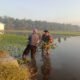 Babinsa Koramil 0815/09 Mojosari Dampingi Petani Tanam Padi, Perkuat Semangat Swasembada Pangan di Modopuro