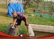 Dukung Program Ketahanan Pangan, BUMDES KedungMulyo Budidaya Ikan Patin