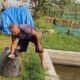 Dukung Program Ketahanan Pangan, BUMDES KedungMulyo Budidaya Ikan Patin