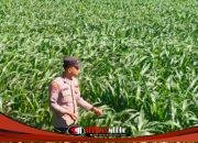 Dukung Ketahanan Pangan, Polsek Pacet Dampingi Petani dan Sosialisasikan Harga Jagung Bulog