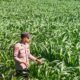 Dukung Ketahanan Pangan, Polsek Pacet Dampingi Petani dan Sosialisasikan Harga Jagung Bulog