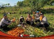 Polsek Pacet Dampingi Petani Jagung, Sosialisasikan Harga Pembelian Bulog Dukung Ketahanan Pangan