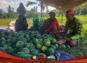 Libur MBG Membuat Pedagang Buah Bondowoso Menjerit, Penjualan dari 3 Ton Tinggal 50 Kilogram