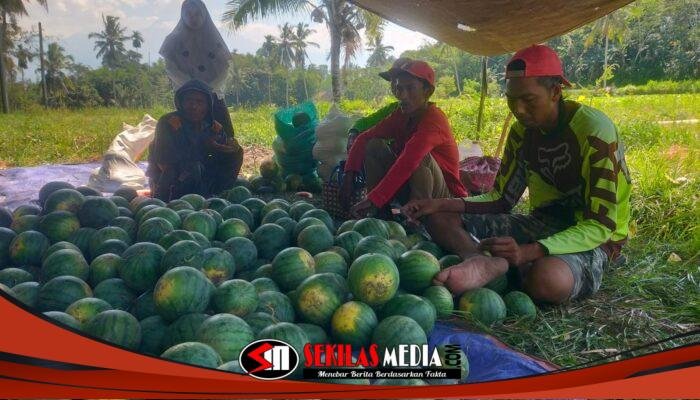 Libur MBG Membuat Pedagang Buah Bondowoso Menjerit, Penjualan dari 3 Ton Tinggal 50 Kilogram