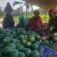 Libur MBG Membuat Pedagang Buah Bondowoso Menjerit, Penjualan dari 3 Ton Tinggal 50 Kilogram