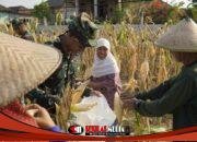 TMMD 129 Bojonegoro: Satgas Turun ke Ladang Bantu Petani Panen Jagung