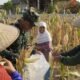 TMMD 129 Bojonegoro: Satgas Turun ke Ladang Bantu Petani Panen Jagung